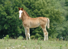 Kali's Foal