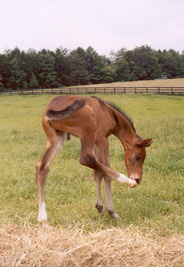 Zohar scratching