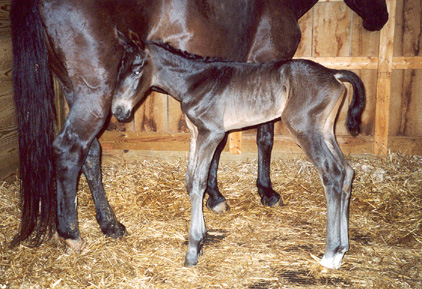 Zion's first few steps