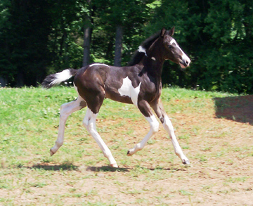 Amadeo at 3 weeks