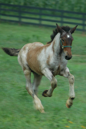 Aragorn galloping