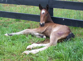 Aragorn as a Newborn