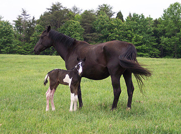 Amadeo as a newborn