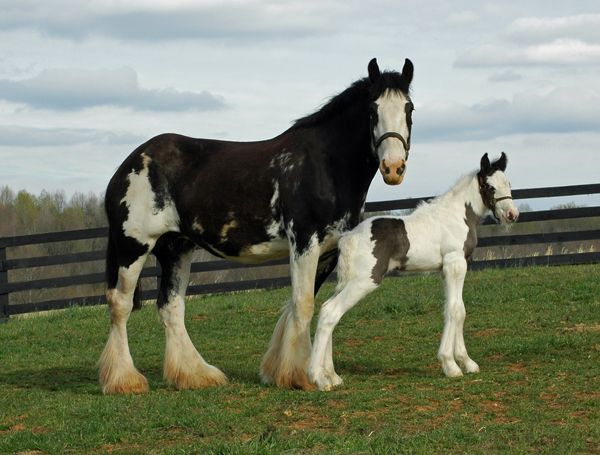 Sue and Stormy