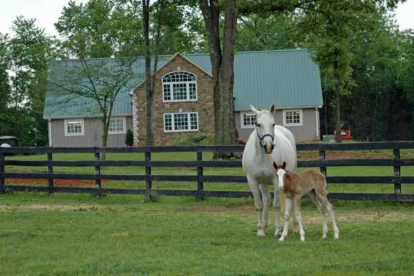 Kali and her foal in front of the barn