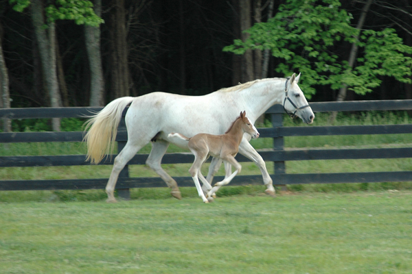 Kali and Foal