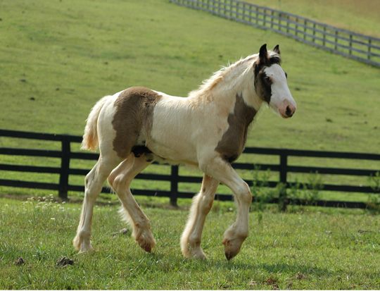 Stormy trotting