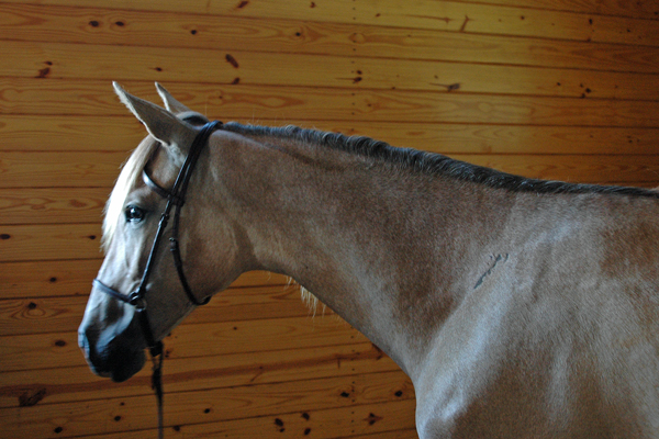 Sangria in her stall