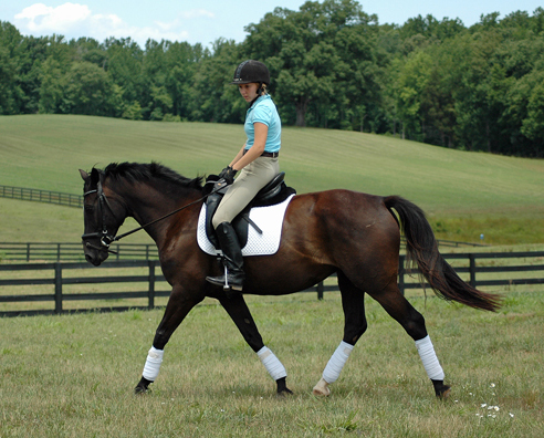 Tasmin under saddle